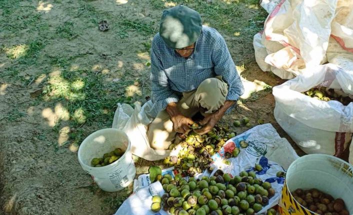 Aydın’da ceviz hasadı başladı