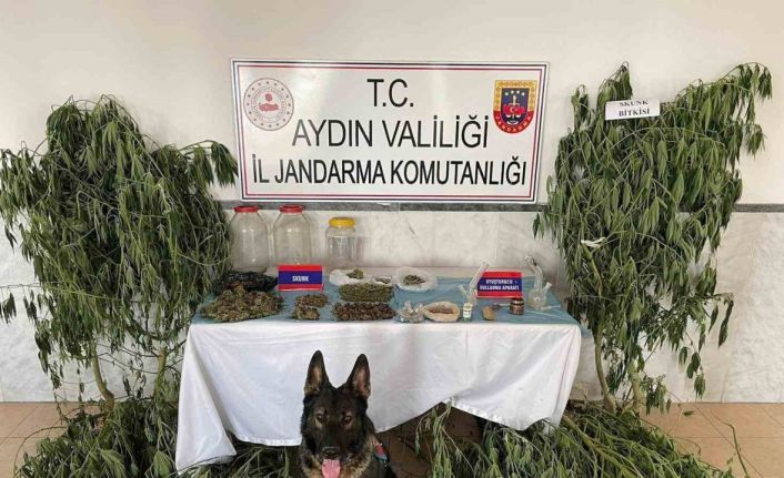 Aydın’da jandarma ekipleri uyuşturucuya geçit vermedi: 1 tutuklama