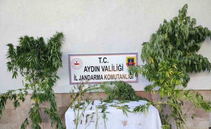 Aydın’da jandarma ekipleri uyuşturucuya geçit vermiyor