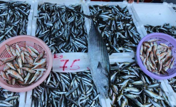 Balıkçı tezgâhları hamsi ile bereketlendi, palamut kayıplarda