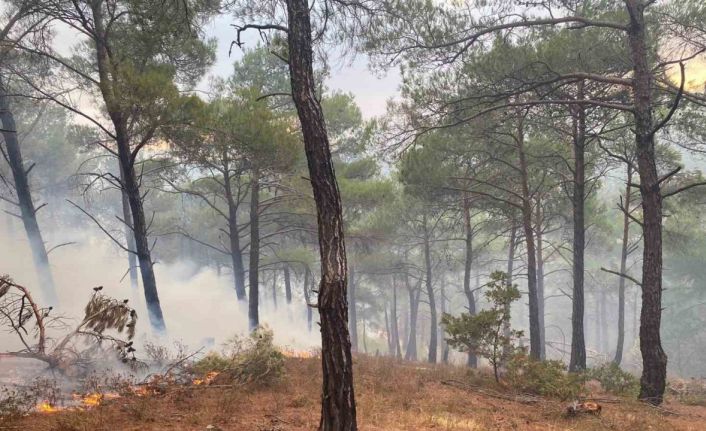 Bayramiç’te yıldırım düşmesi sonucu örtü yangını çıktı