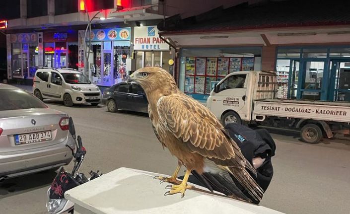 Bitkin halde bulunan şahin doğaya salındı