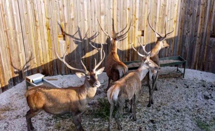Bolu’da 14 kızıl geyik 408 bin lira bedelle avlanacak