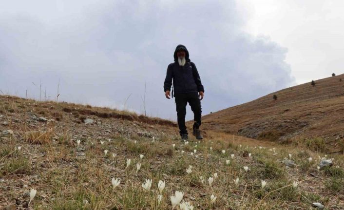 Bu çiçekler yaylalardan ’vargit’ diyor