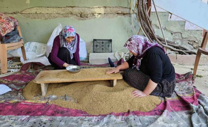 Buğdayın, bulgur olma yolculuğu başladı