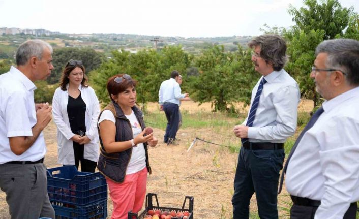 BUÜ’de üretilen 120 şeftali çeşidinin hasadı yapıldı