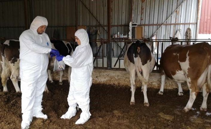 Çanakkale’de ‘Şap Hastalığı Saha Tatbikatı ve Salgın Yönetimi Tatbikatı’ yapıldı