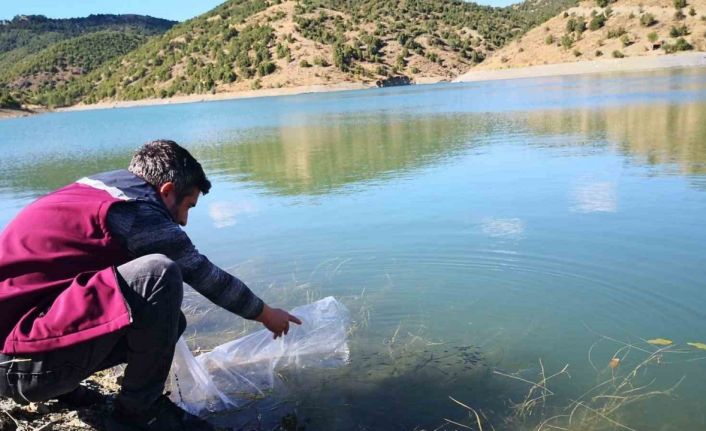 Çankırı’daki 26 gölete 562 bin yavru sazan balığı bırakıldı