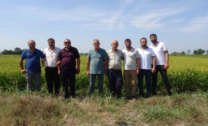 Çeltik üreticileri açıklanacak fiyatları bekliyor