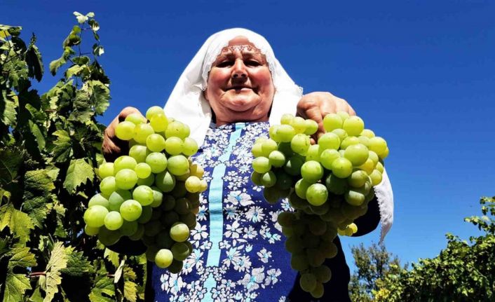 Coğrafi işaretli Çavuş Üzümü’nde hasat dönemi başladı