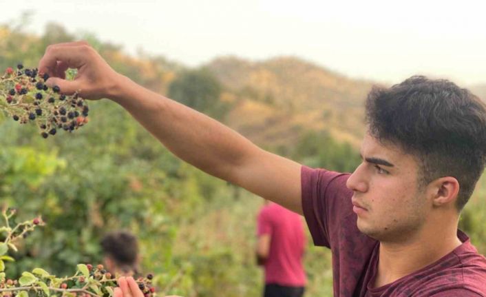 Derecik’te böğürtlen toplama sezonu başladı