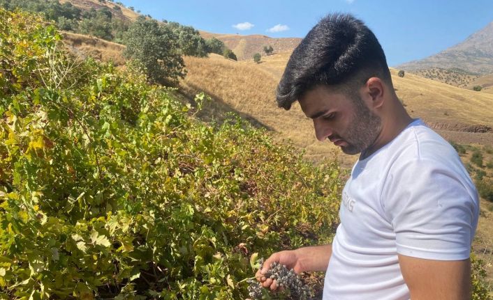 Derecik’te külleme hastalığı, üzüm verimini olumsuz etkiledi