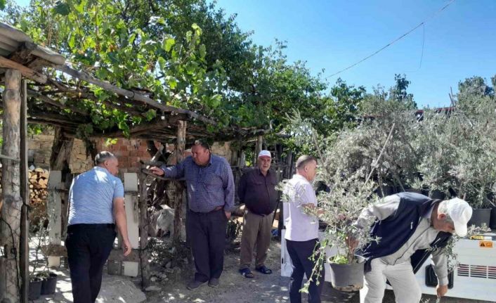 Edremit’ten, Çanakkale yangınında etkilenen köylere 250 zeytin fidanı gönderildi