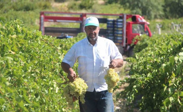 Elazığ’da 120 bin dönümde üzüm hasadı başladı