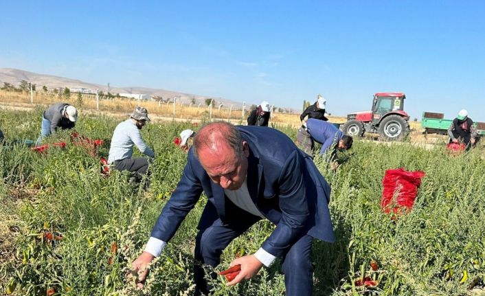 Ereğli Belediyesi salçalık biber dağıttı