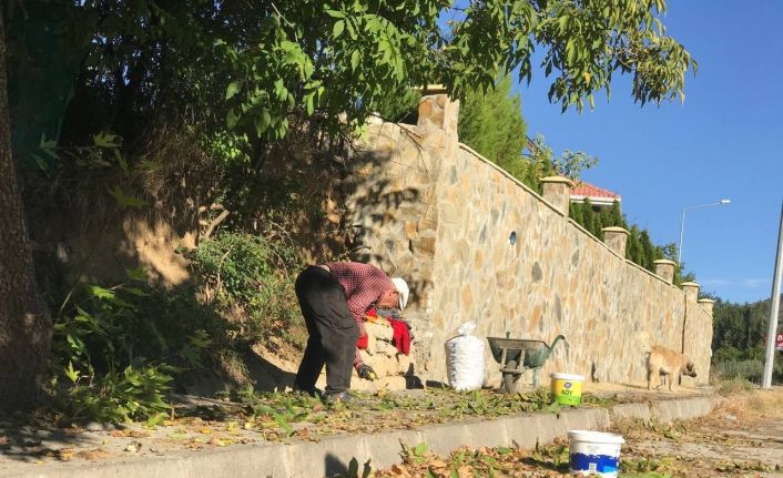 Erzincan’da köylülerin zorlu ceviz hasadı başladı