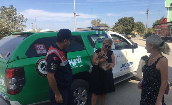 Evcil hayvanları tatil bölgesinde bırakanları ihbar edin