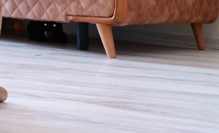 Eve giren hasta kedi korkuttu
