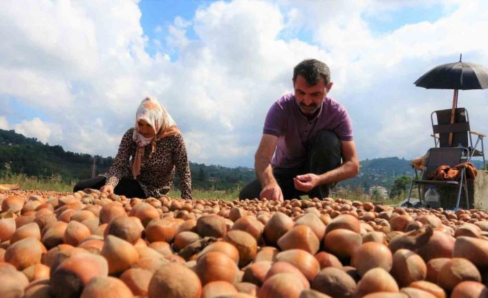 Fındık üreticilerinin zorlu kurutma mesaisi