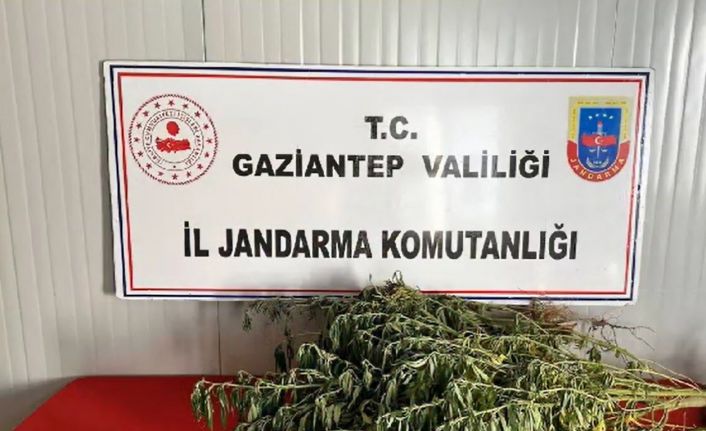 Gaziantep’te uyuşturucu operasyonlarında 295 şüpheli yakalandı