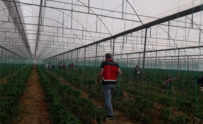 Gazipaşa’da Akdeniz meyve sineği ile mücadele başlatıldı