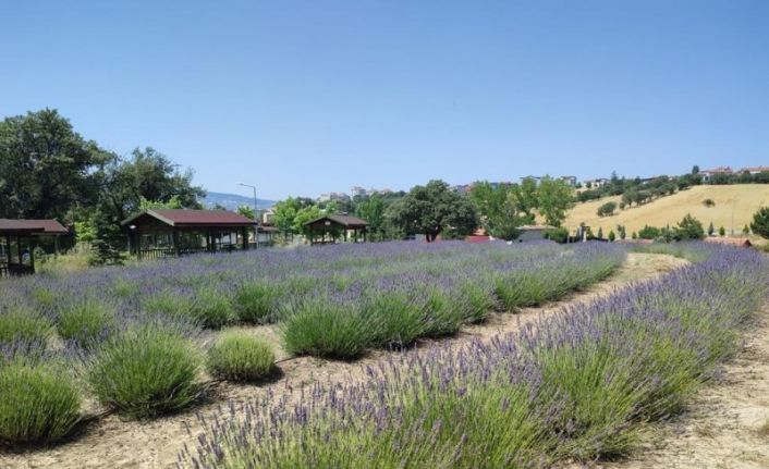 Gediz’de lavanta hasadı başladı