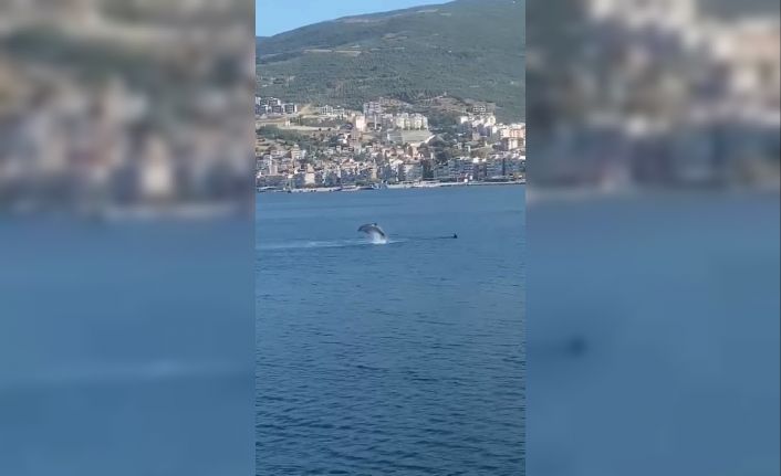 Gemlik Körfezi’nde yunusların şovu izleyenleri büyüledi