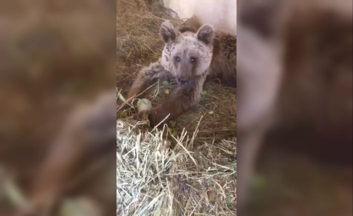 Hakkari’de yaralı halde bulunan ayı hayati tehlikeyi atlattı