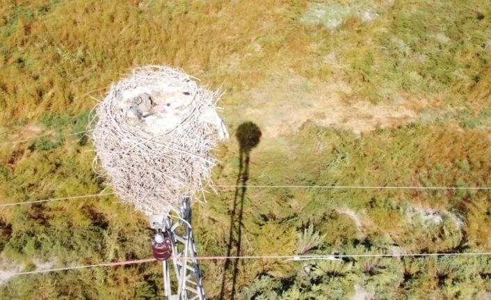 Havaların soğuması ile göçe başlayan leyleklerin yuvası boş kaldı