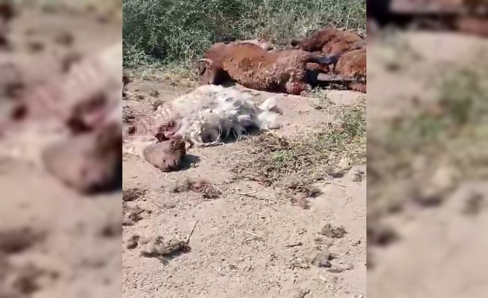 Iğdır’da yol kenarında küçükbaş hayvan ölüleri bulundu