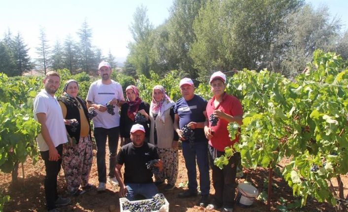 Isparta’da üzüm hasadı devam ediyor