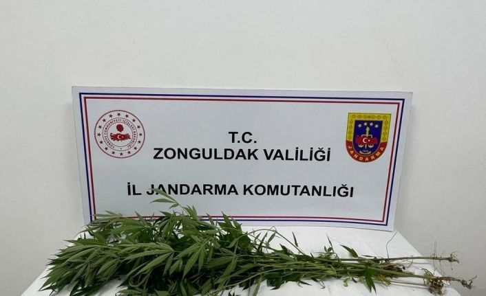 Jandarma Alaplı’da bir evde kenevir bitkisi ele geçirdi