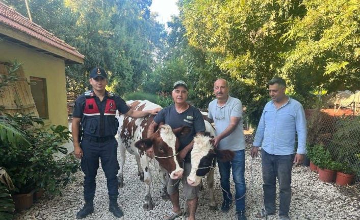 Jandarma çalınan büyükbaşları bularak sahibine teslim etti