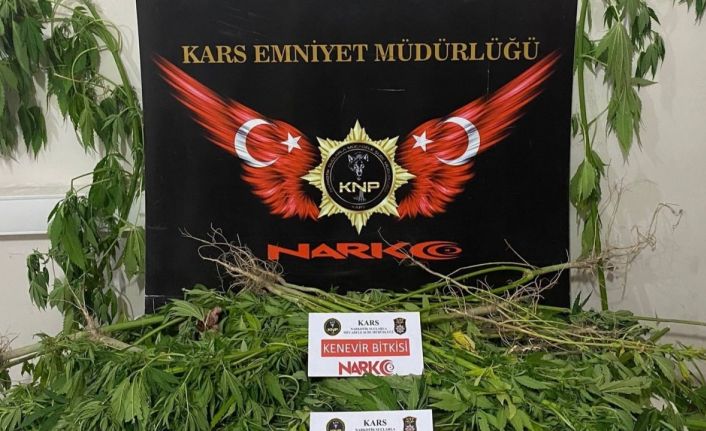 Kağızman’da esrar ve hint keneviri ele geçirildi