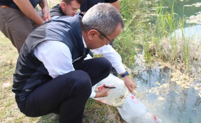 Karabük’te göl ve göletlere 30 bin yavru sazan balığı bırakıldı