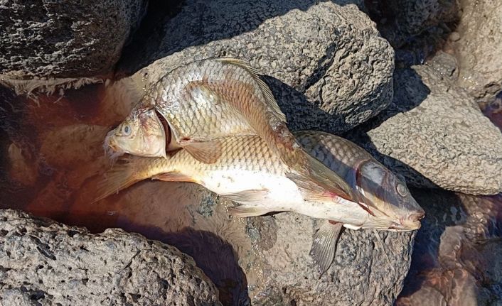 Karasu Çayı’na dökülen kimyasal atıklar yüzlerce balığı öldürdü