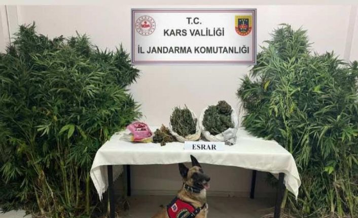 Kars’ta uyuşturucu tacirleri dedektör köpek Termal’a takıldı
