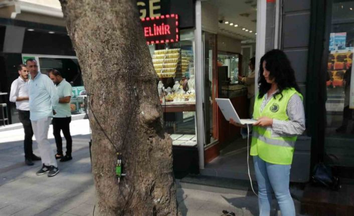 Kartal’da devrilme riskine karşı ağaçların ‘tomografisi’ çekildi