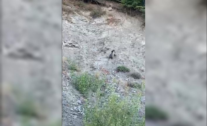 Kastamonu’da yollara çıkan ayılar kamerada