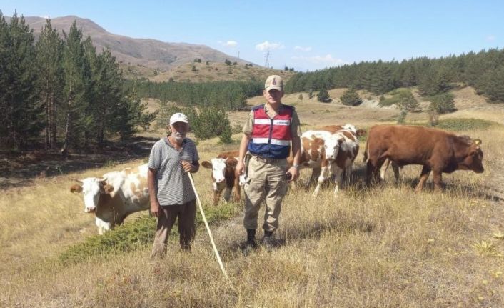 Kaybolan hayvanları jandarma ekipleri drone ile buldu