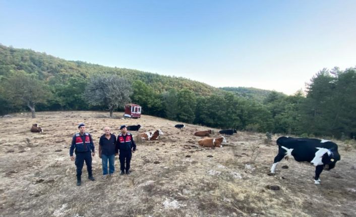 Kayıp 15 büyükbaş jandarma tarafından sahiplerine teslim edildi