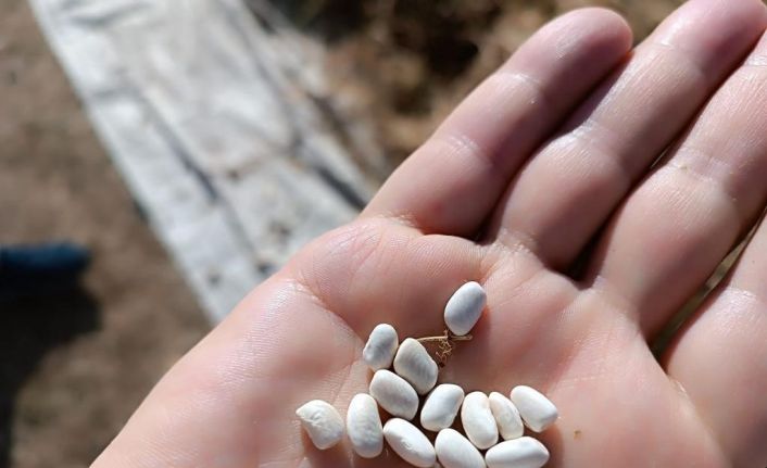 Kuru fasulyenin sofralara yolculuğu traktörle ezilerek başladı