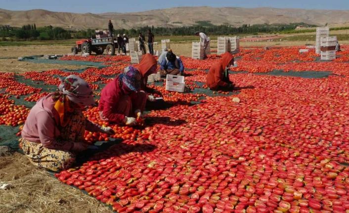 Kurutmalık domateste hasat devam ediyor