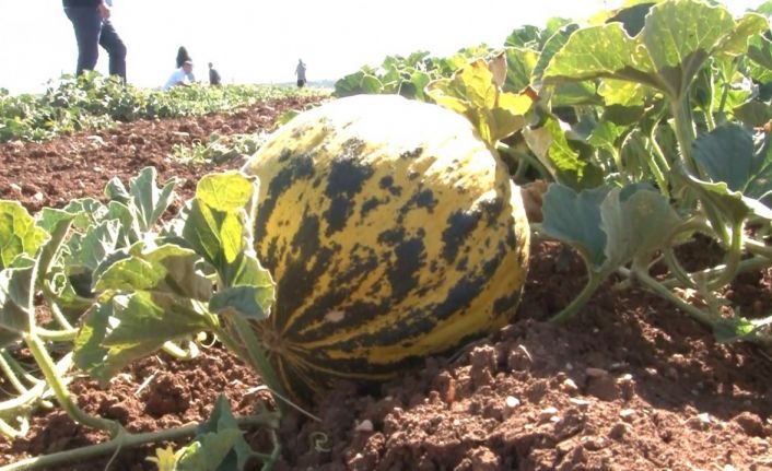 Kütahya’nın meşhur ’Terziler kavunu’ tezgahlardaki yerini aldı