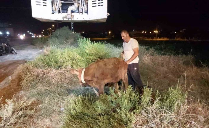 Kuyuya düşen dana itfaiye ekipleri tarafından kurtarıldı