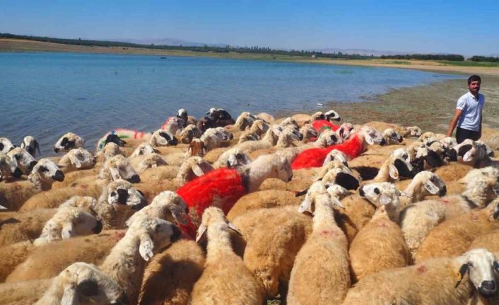 Malatya’da koç katımı şenliği düzenlendi