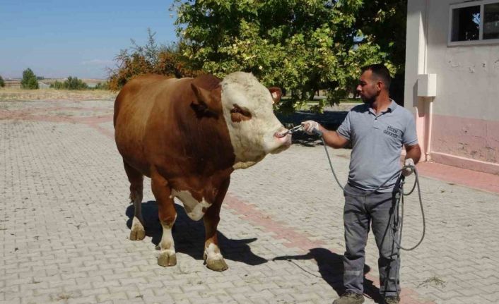 Malatya’da üretilen boğa spermaları dünyaya ihraç edilecek