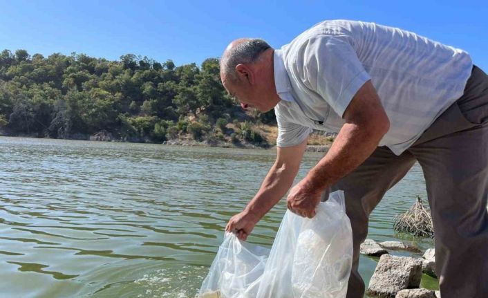 Manisa’nın göletlerine 30 bin yavru sazan balığı bırakıldı