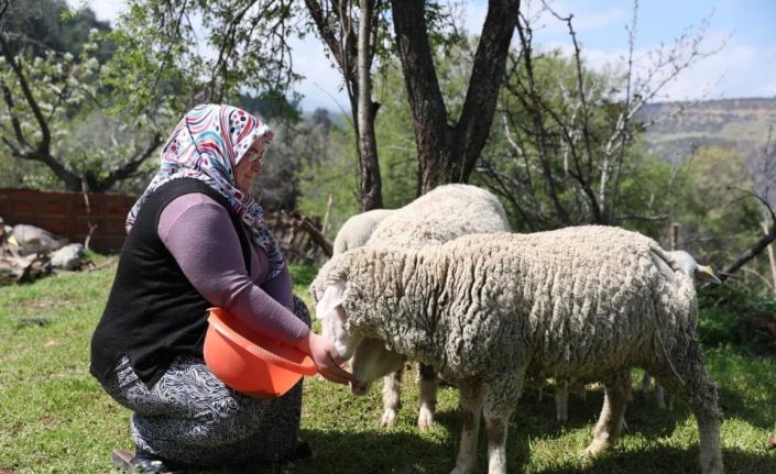 Merkezefendi’de ‘Küçükbaş hayvan ve yem desteği’ kayıtları başladı