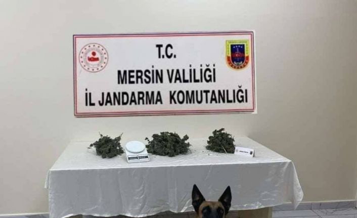 Mersin’de 510 kök kenevir bitkisi ele geçirildi